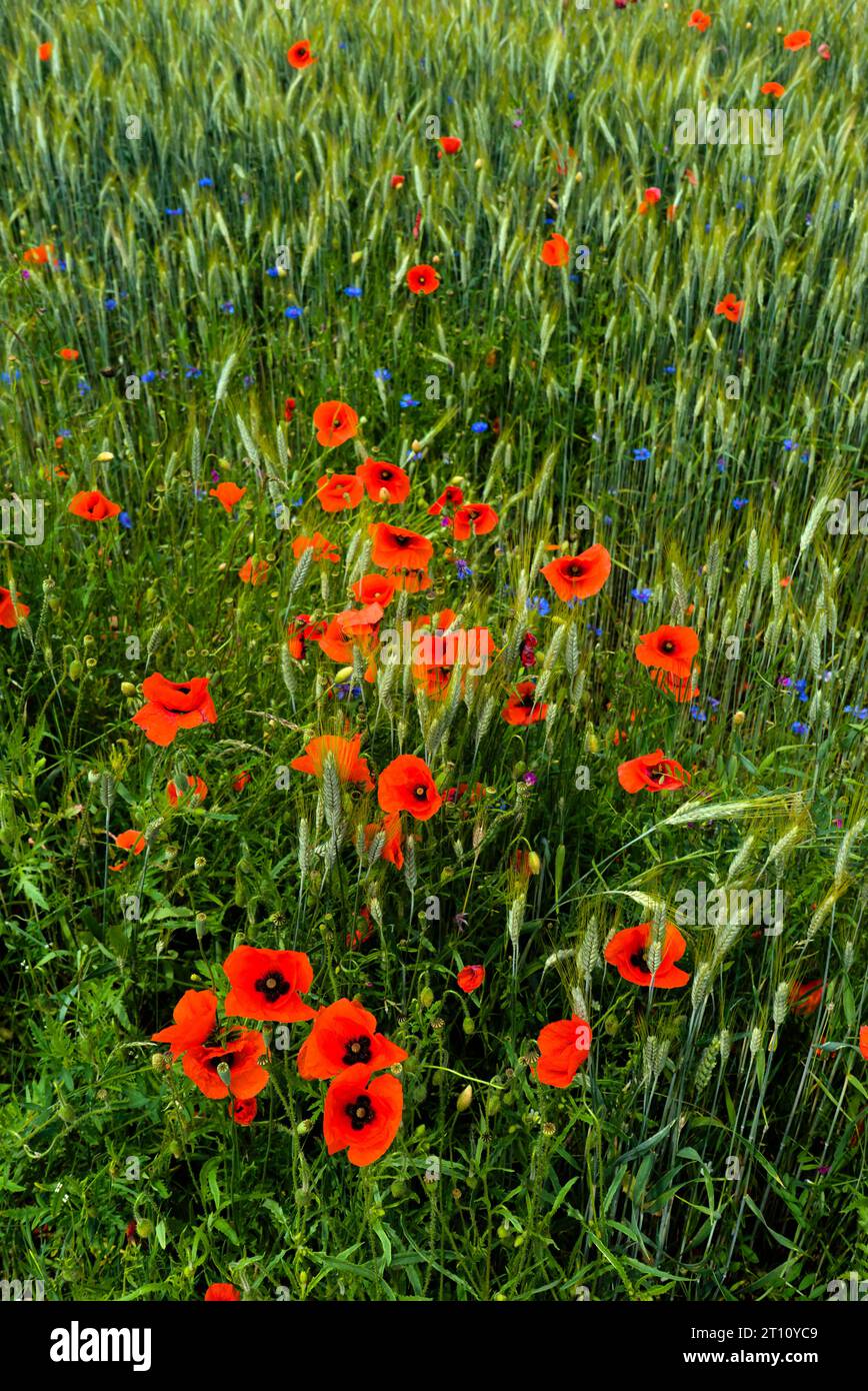 Poppies grain field culture hi-res stock photography and images - Alamy
