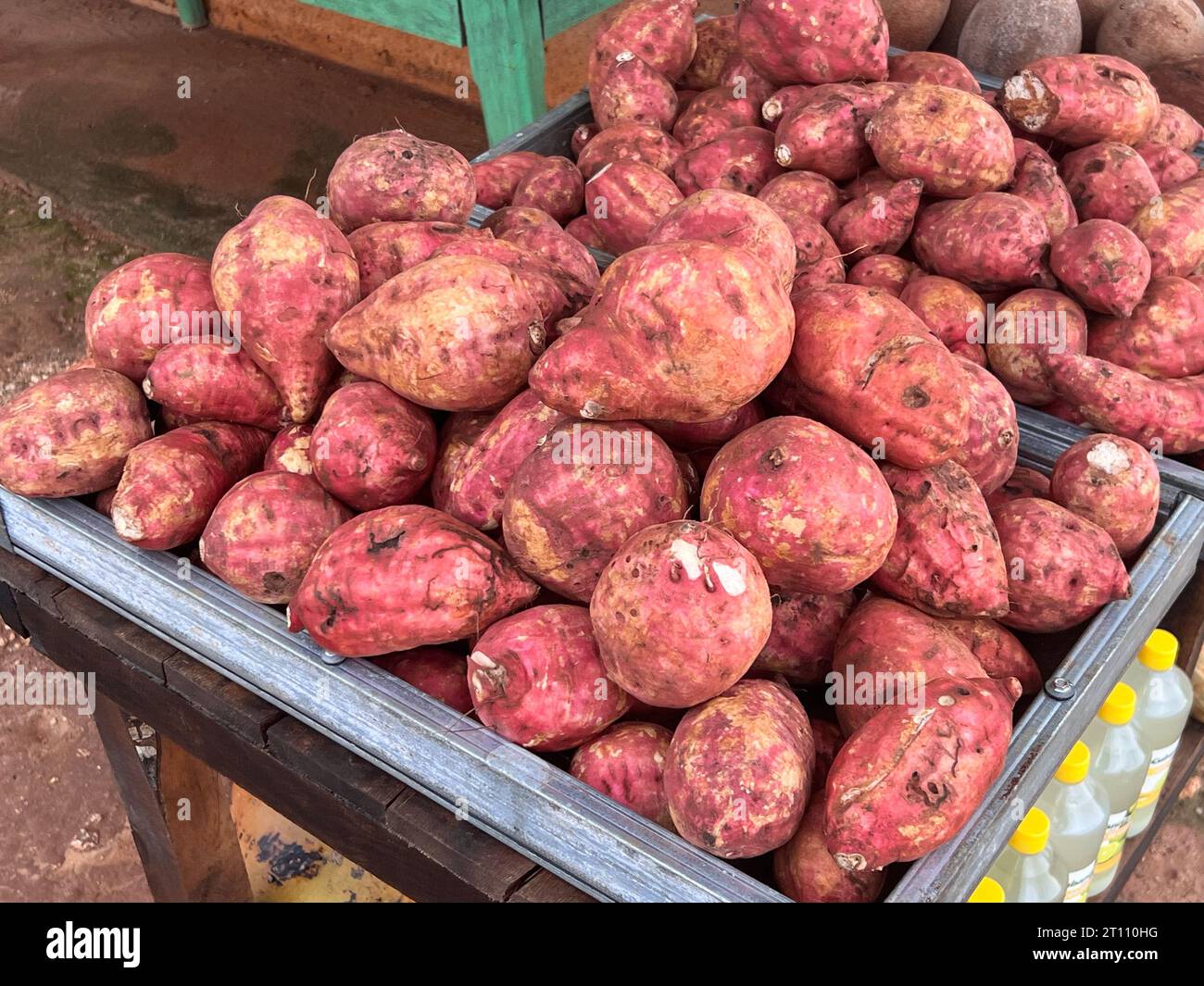 Bonatios are also commonly called Cuban sweet potatoes. Stock Photo