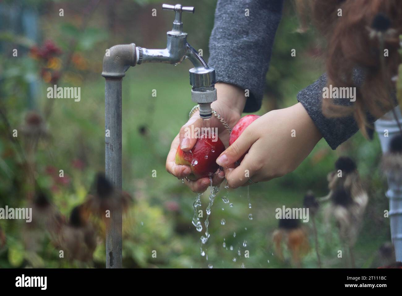 Hands of young woman washing two red apples under the water jet flowing from the tap in garden.Gardening. Garden flowers and plants on the background. Stock Photo