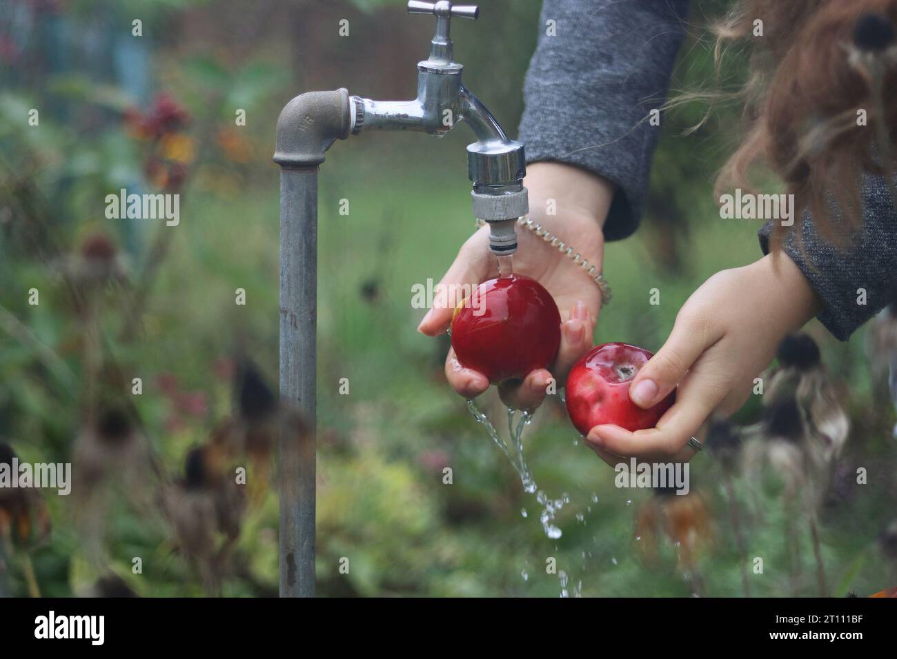 Hands of young woman washing two red apples under the water jet flowing from the tap in garden.Gardening. Garden flowers and plants on the background. Stock Photo