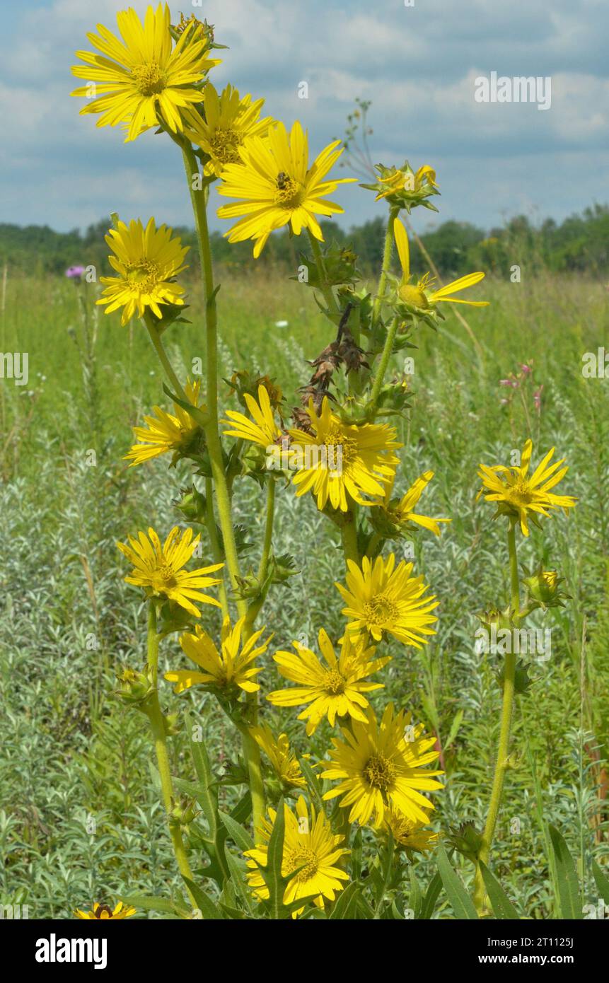 compass plant on the prairie Stock Photo