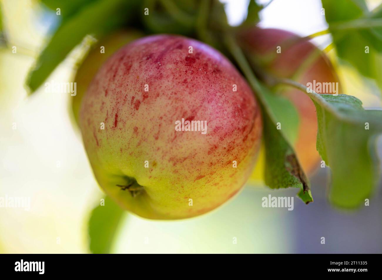 Schalenfarbe hires stock photography and images Alamy