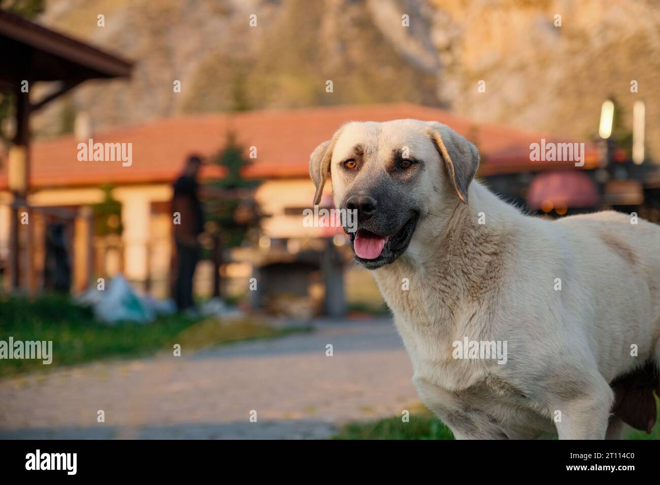 A Kangal Dog, the epitome of loyalty, captured in a bokeh portrait amidst a Sivas family picnic. Stock Photo