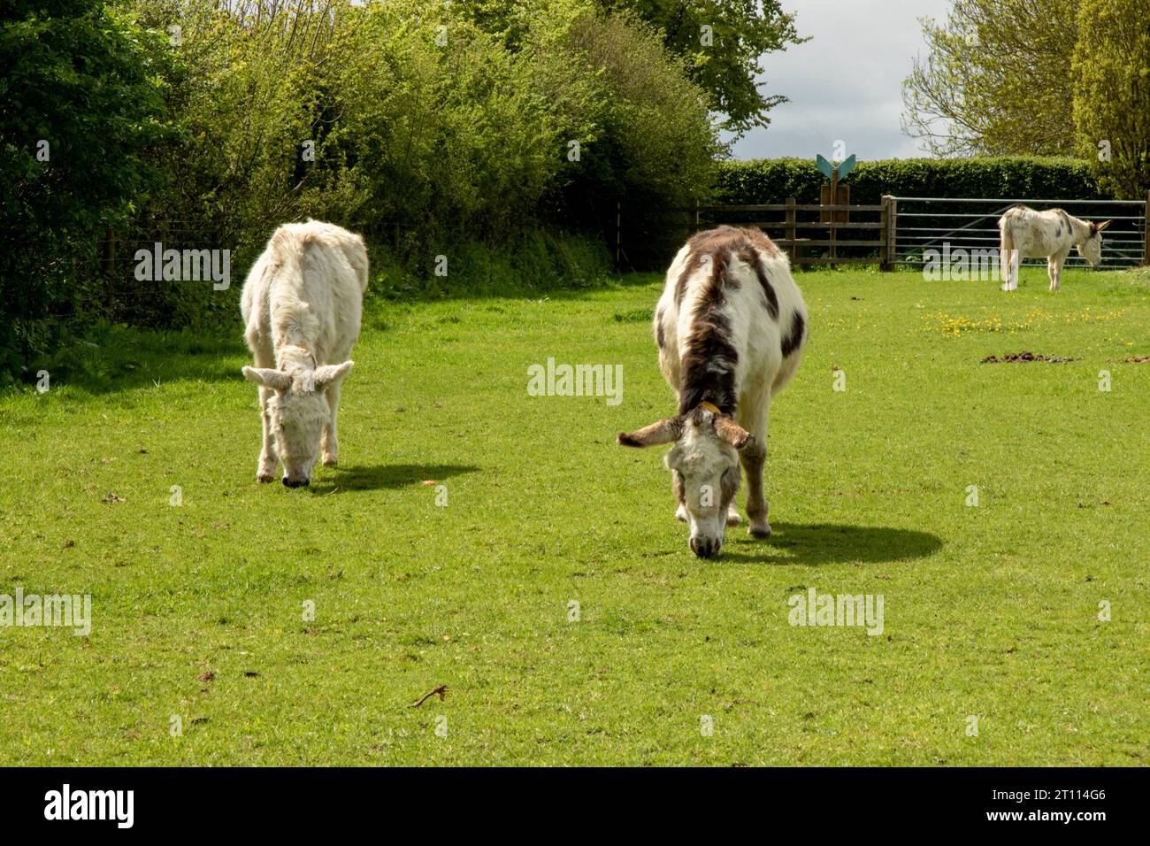 The Donkey Sanctuary Founded 1969, Sidmouth, Devon, UK Stock Photo - Alamy