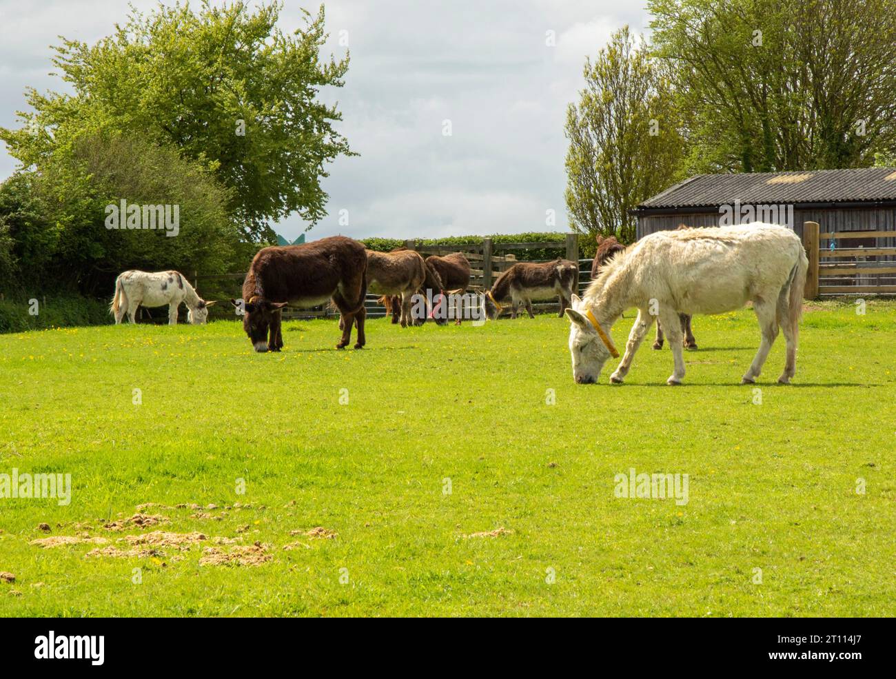 The Donkey Sanctuary Founded 1969, Sidmouth, Devon, UK Stock Photo - Alamy