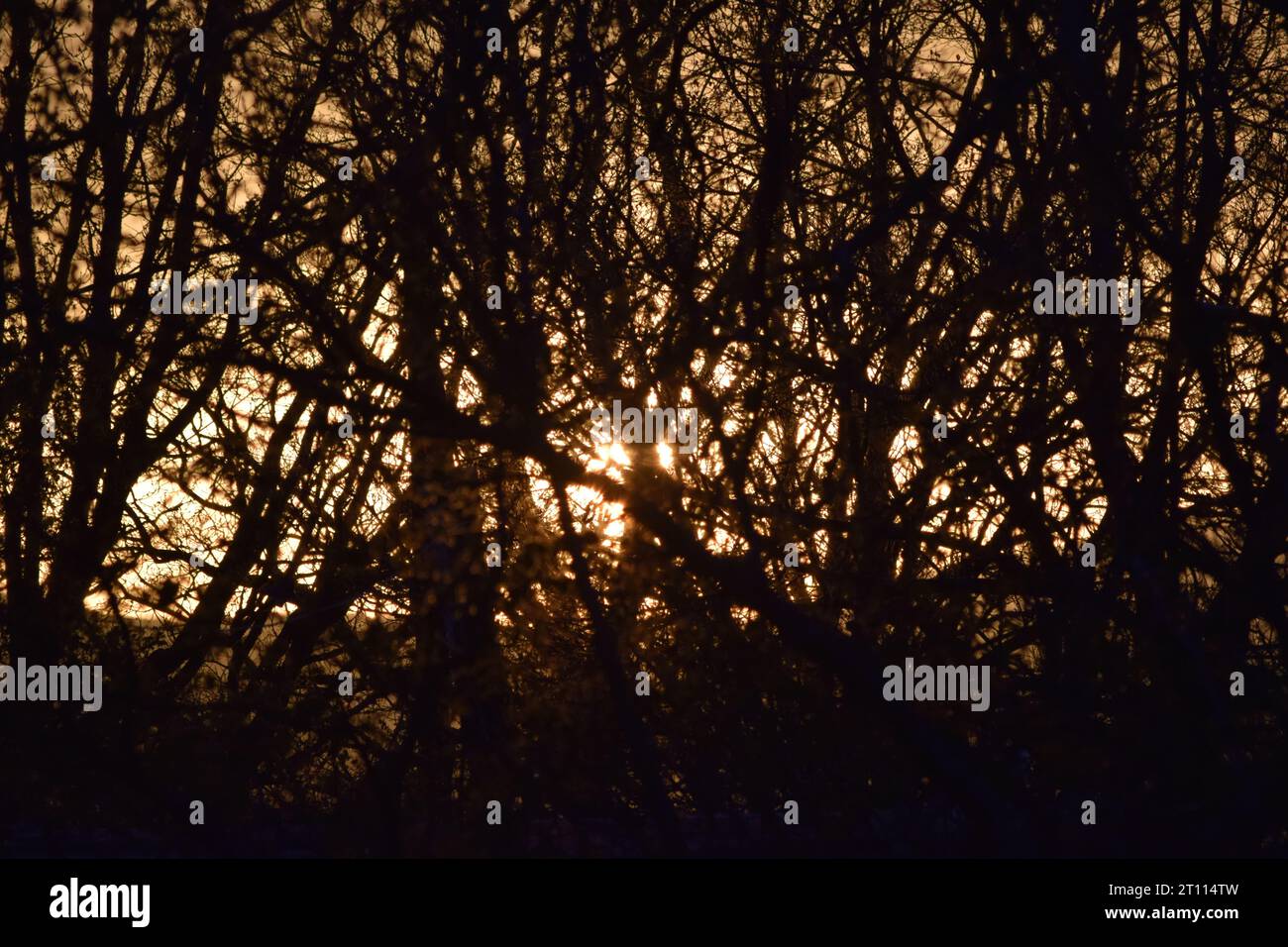 sun behind branches Stock Photo