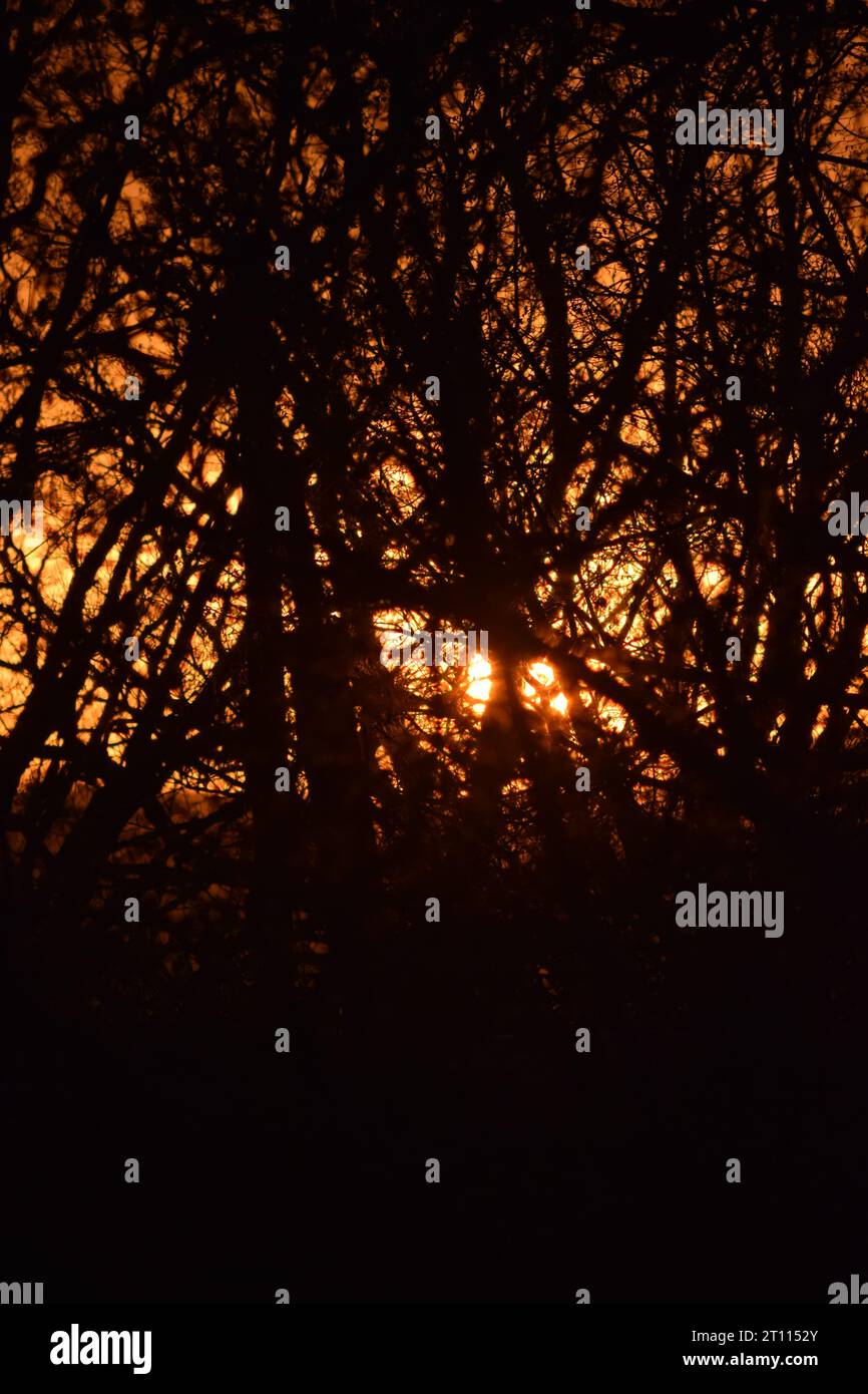 sun behind branches Stock Photo