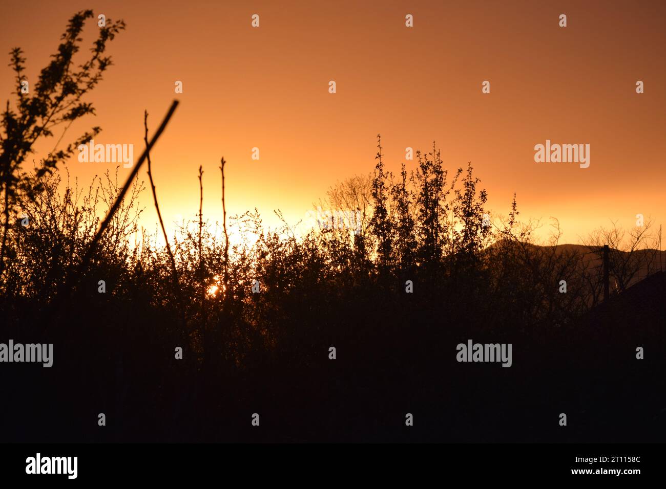 sun behind branches Stock Photo