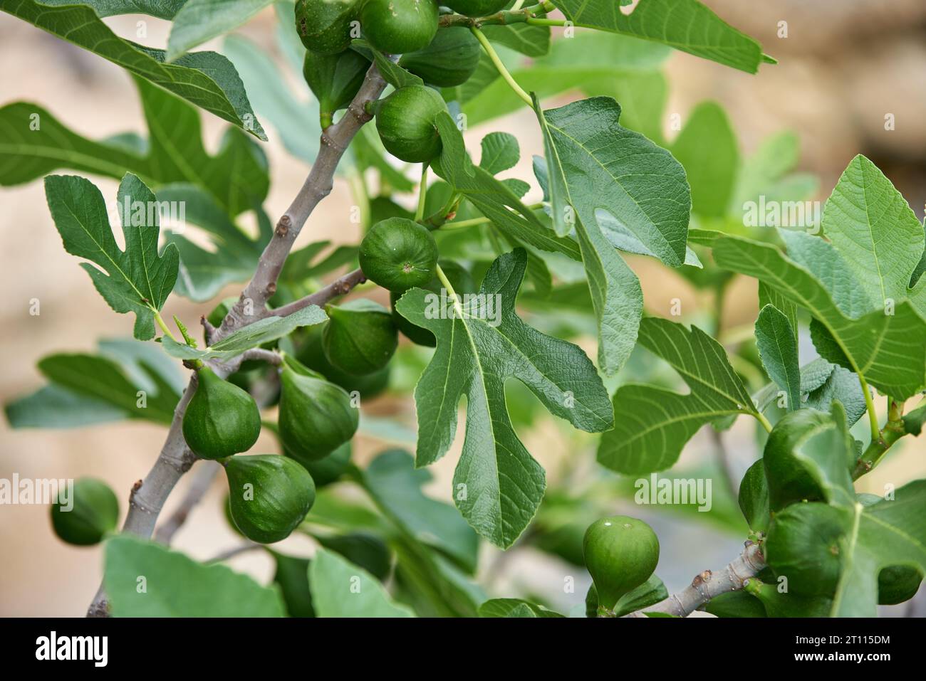 Fig growing on tree in the sunset closeup Stock Photo