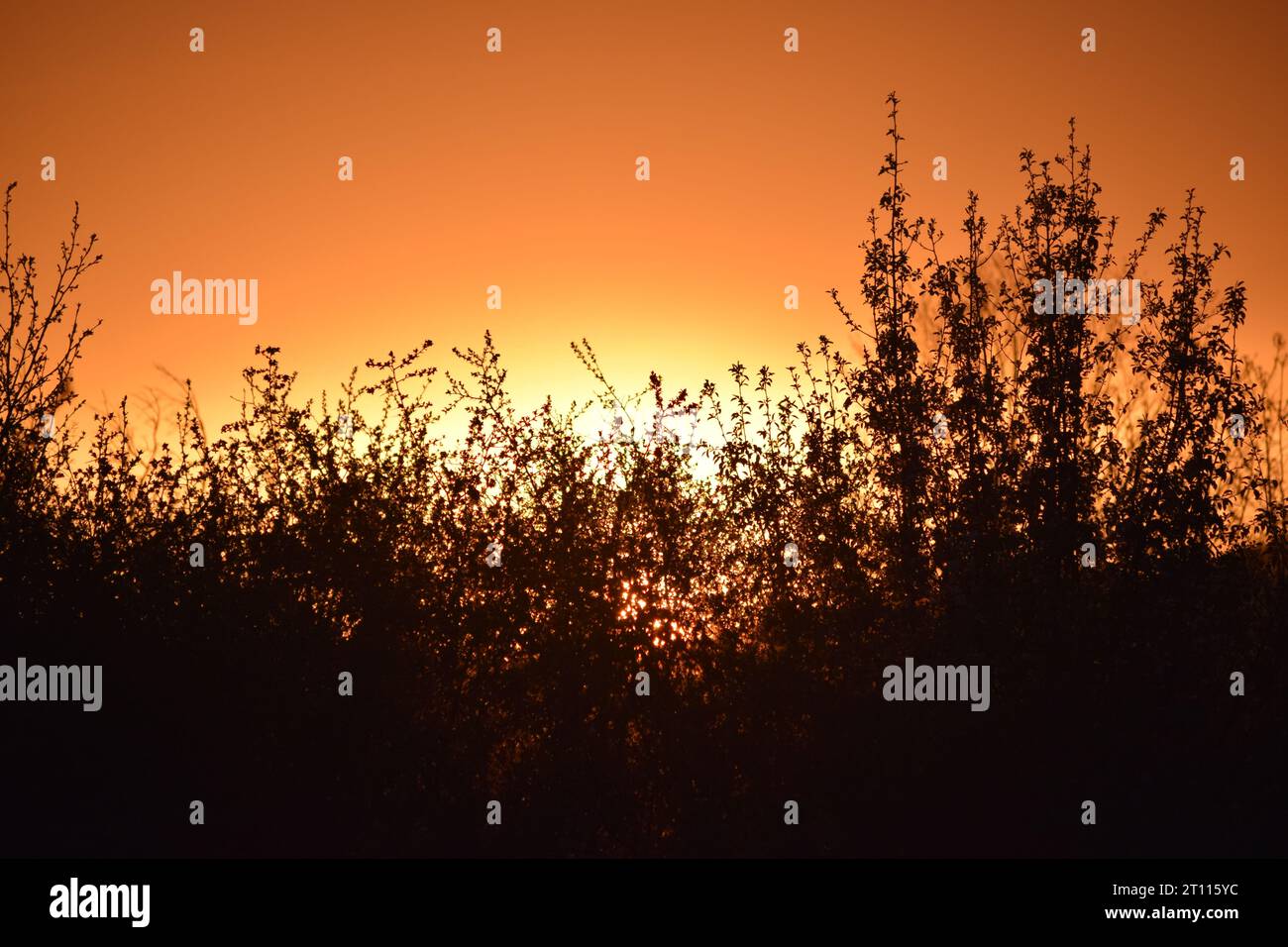 sun behind branches Stock Photo