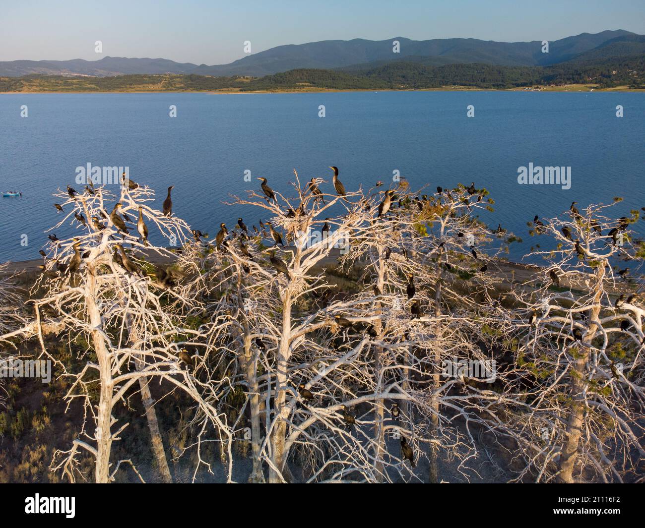 Cormorant nest trees hi-res stock photography and images - Alamy