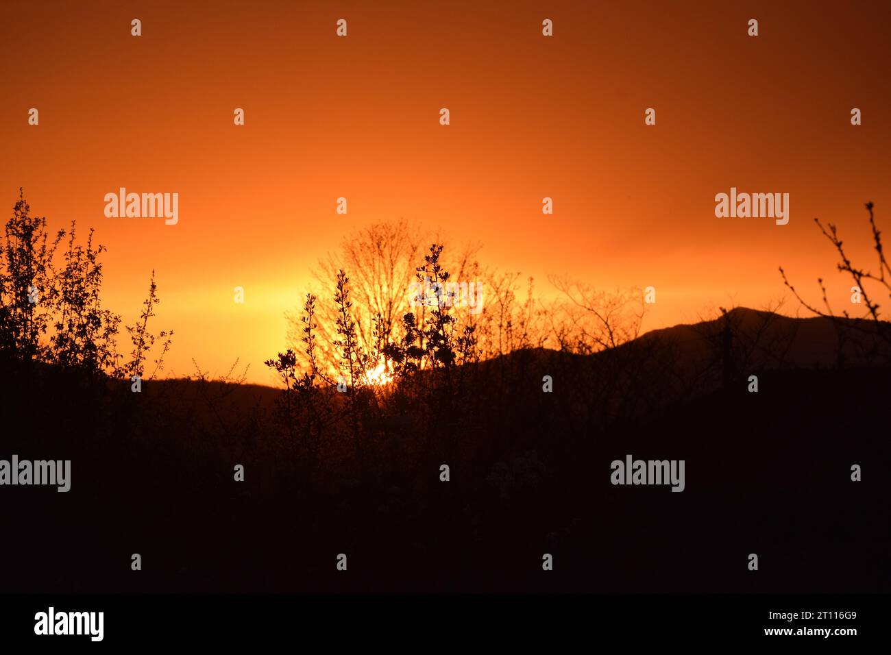 sun behind branches Stock Photo