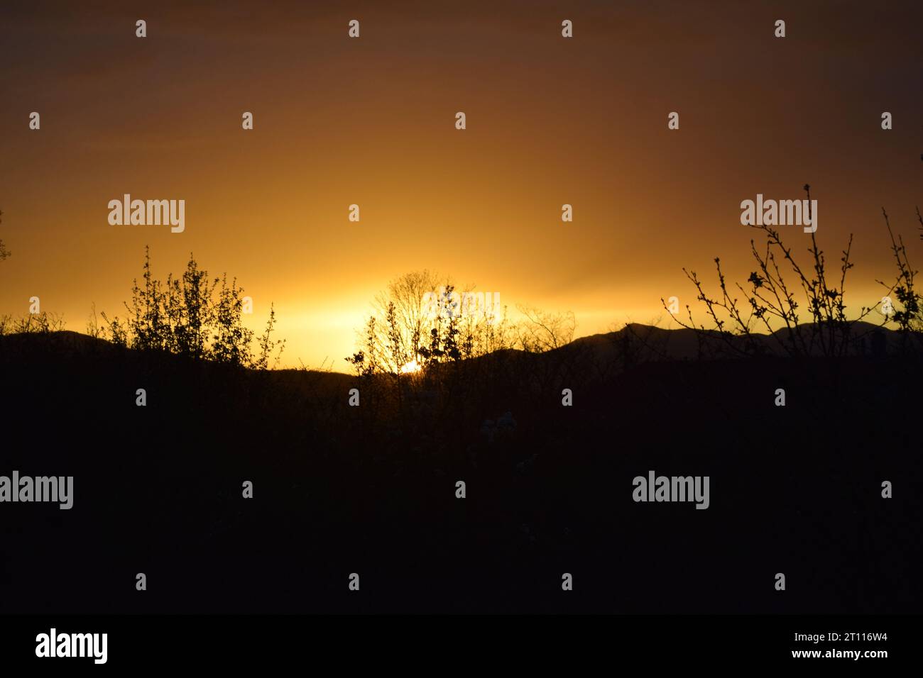 sun behind branches Stock Photo