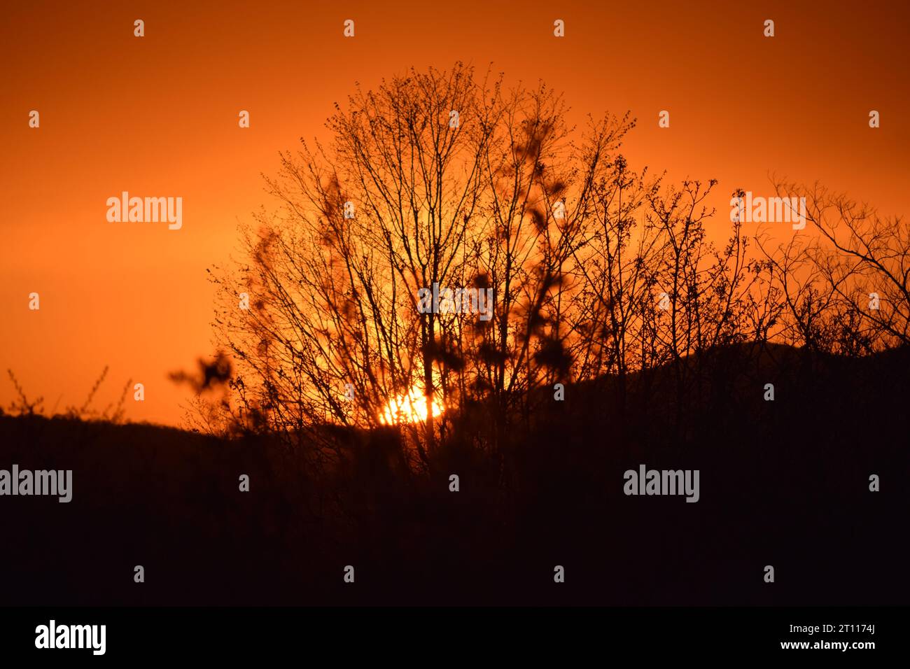 sun behind branches Stock Photo