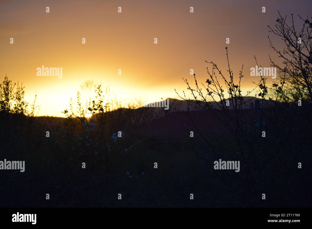 sun behind branches Stock Photo