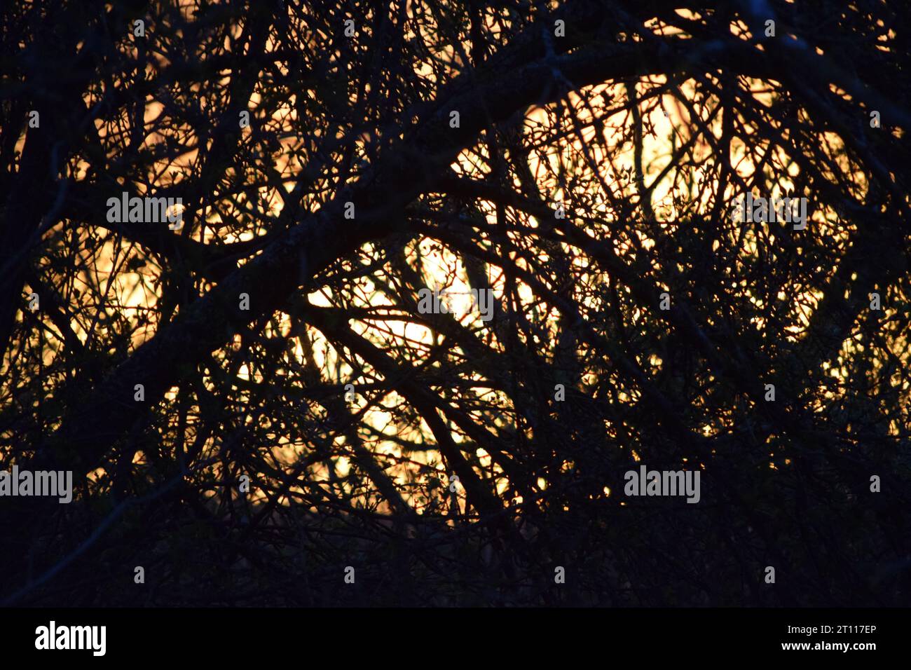 sun behind branches Stock Photo