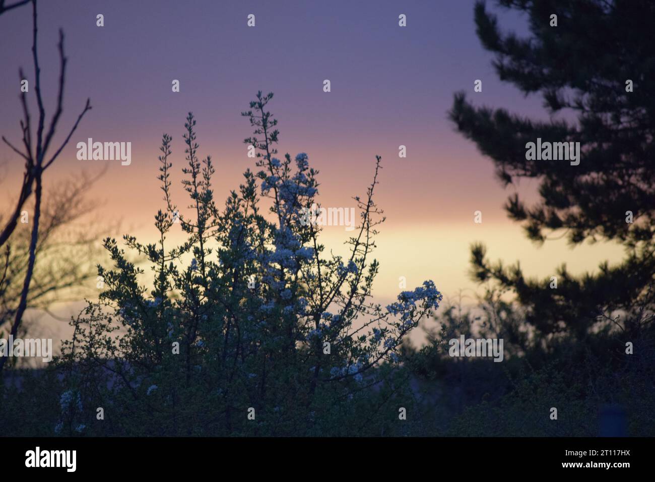 sun behind branches Stock Photo