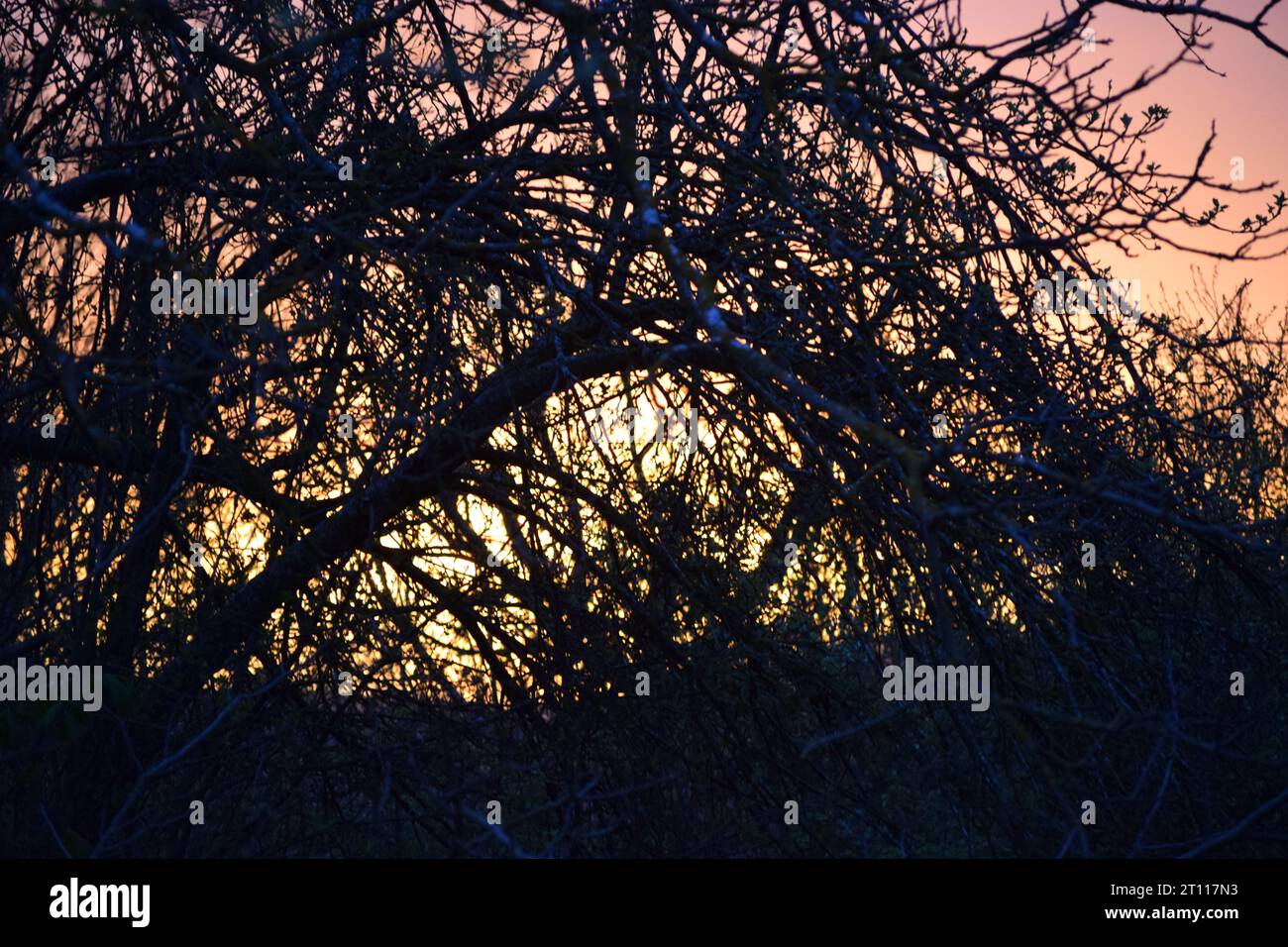 sun behind branches Stock Photo