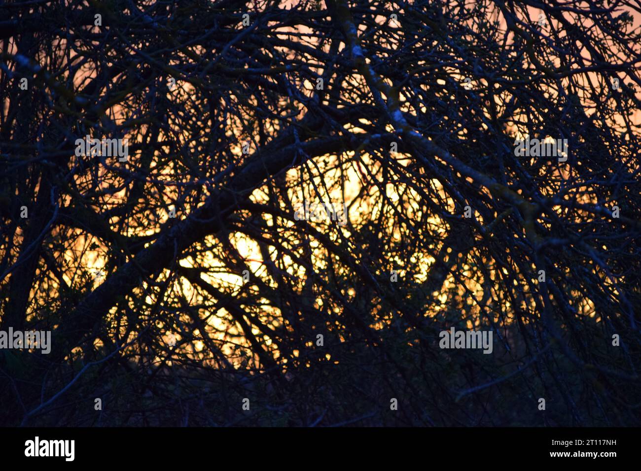 sun behind branches Stock Photo