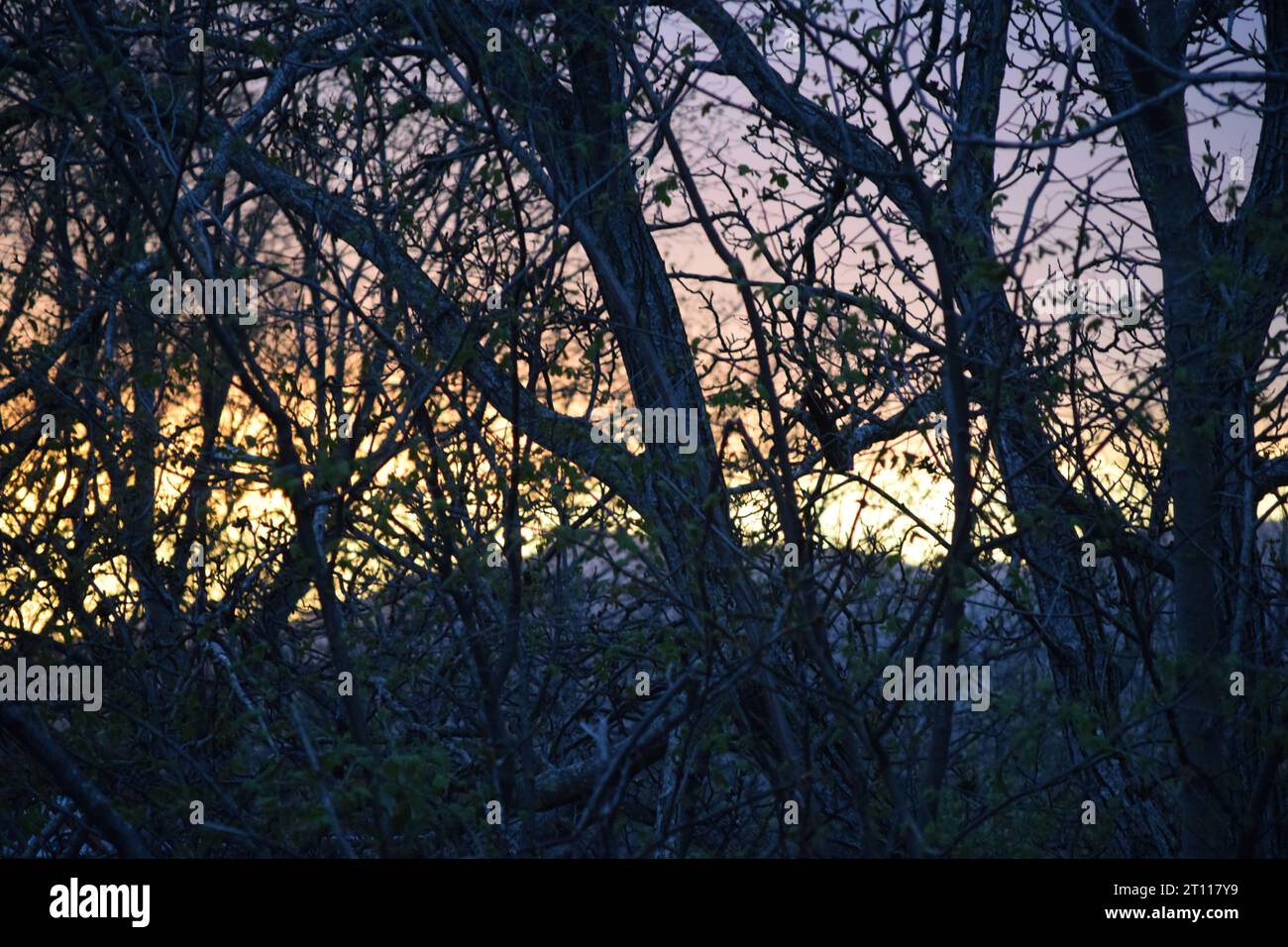 sun behind branches Stock Photo