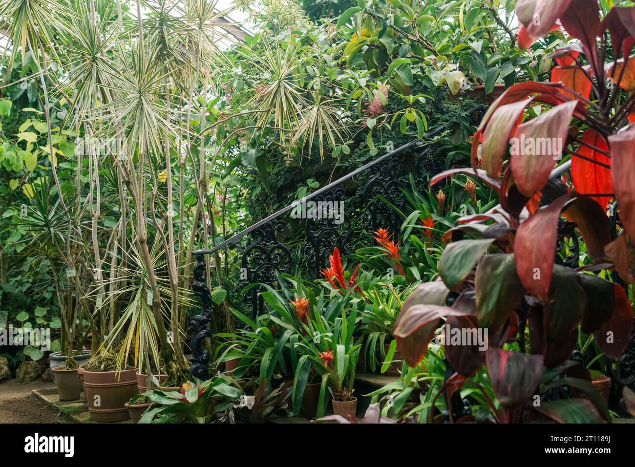 blooming bromeliads in pots on the steps of a vintage staircase among tropical plants in an old greenhouse Stock Photo