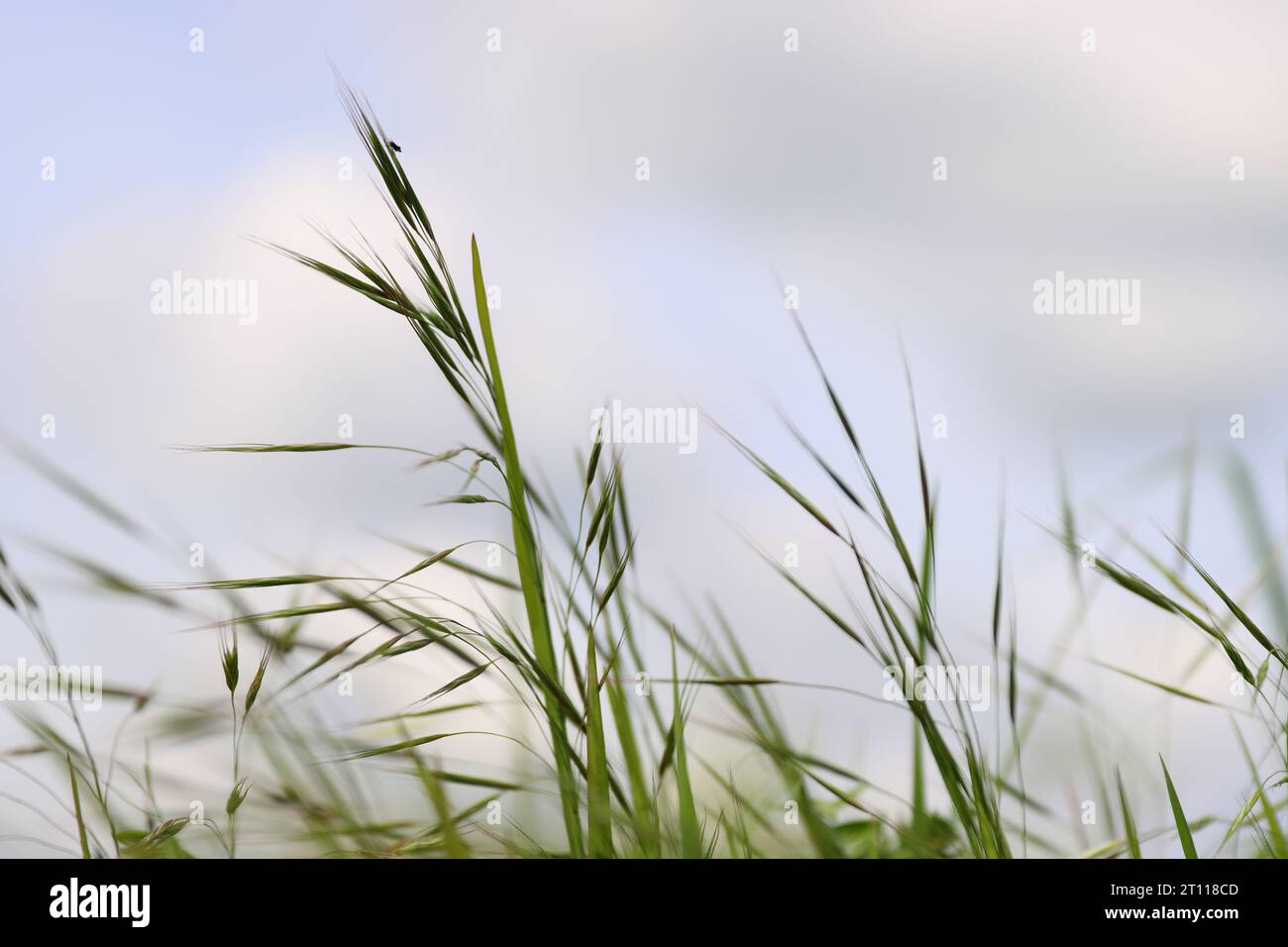 Wild grass spikes against cloudy sky with sunlight, low angle view perspective. Wild spikes in the meadow inflates the wind. Feather Grass. Europe, Ge Stock Photo