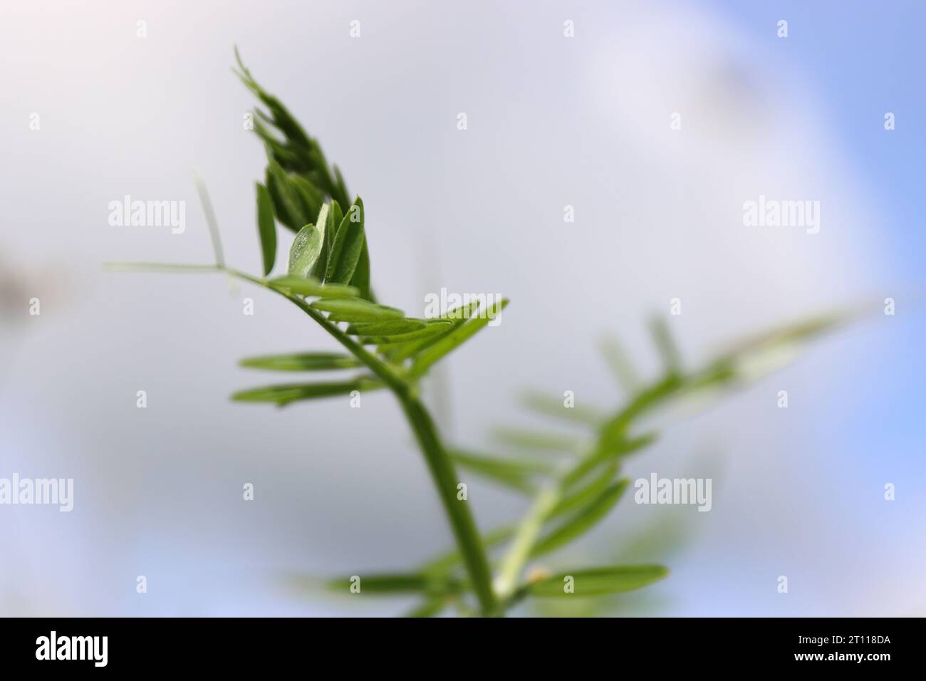 Closeup of the growing sweet pea leaves. Blue cloudy sky background. Spring Vetch plant on a wild meadow. Low angle view.  Copy space. Selective focus Stock Photo