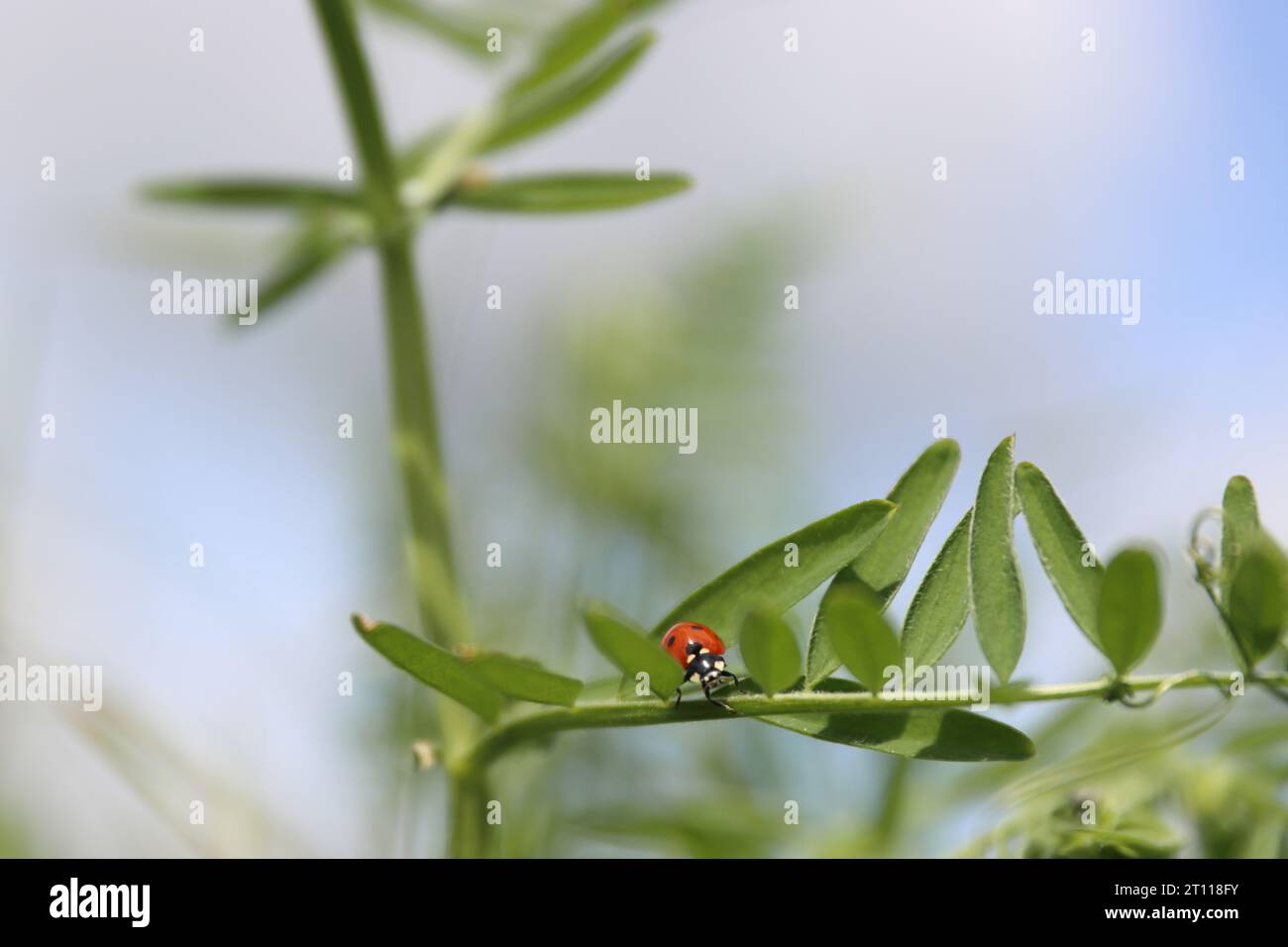 Ladybird on a sweet pea leaves. Blue cloudy sky background. Ladybug life. Spring Vetch plant on a wild meadow. Low angle view.  Copy space. Selective Stock Photo