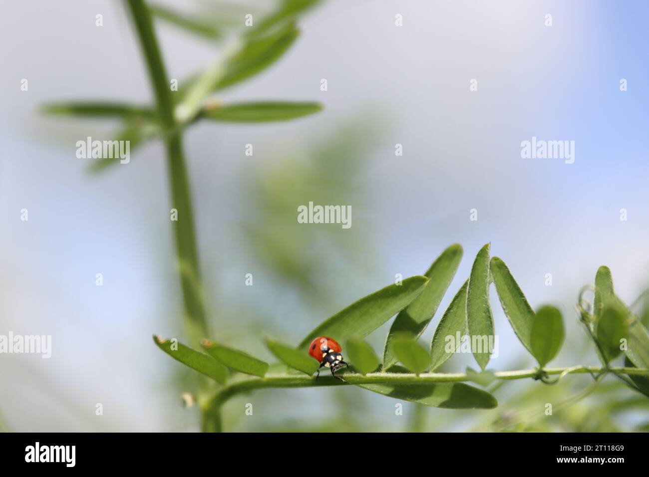 Ladybird on a sweet pea leaves. Blue cloudy sky background. Ladybug life. Spring Vetch plant on a wild meadow. Low angle view.  Copy space. Selective Stock Photo