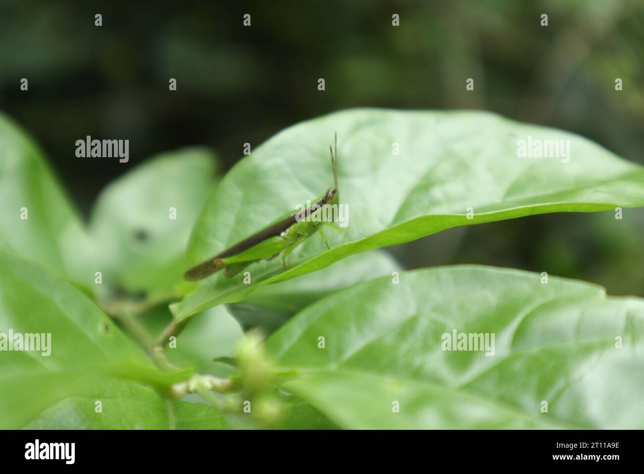 Soft focus view of a green and brown color short horned grasshopper (Oxya Chinensis) sits on top of a bright green leaf in direct sunlight Stock Photo