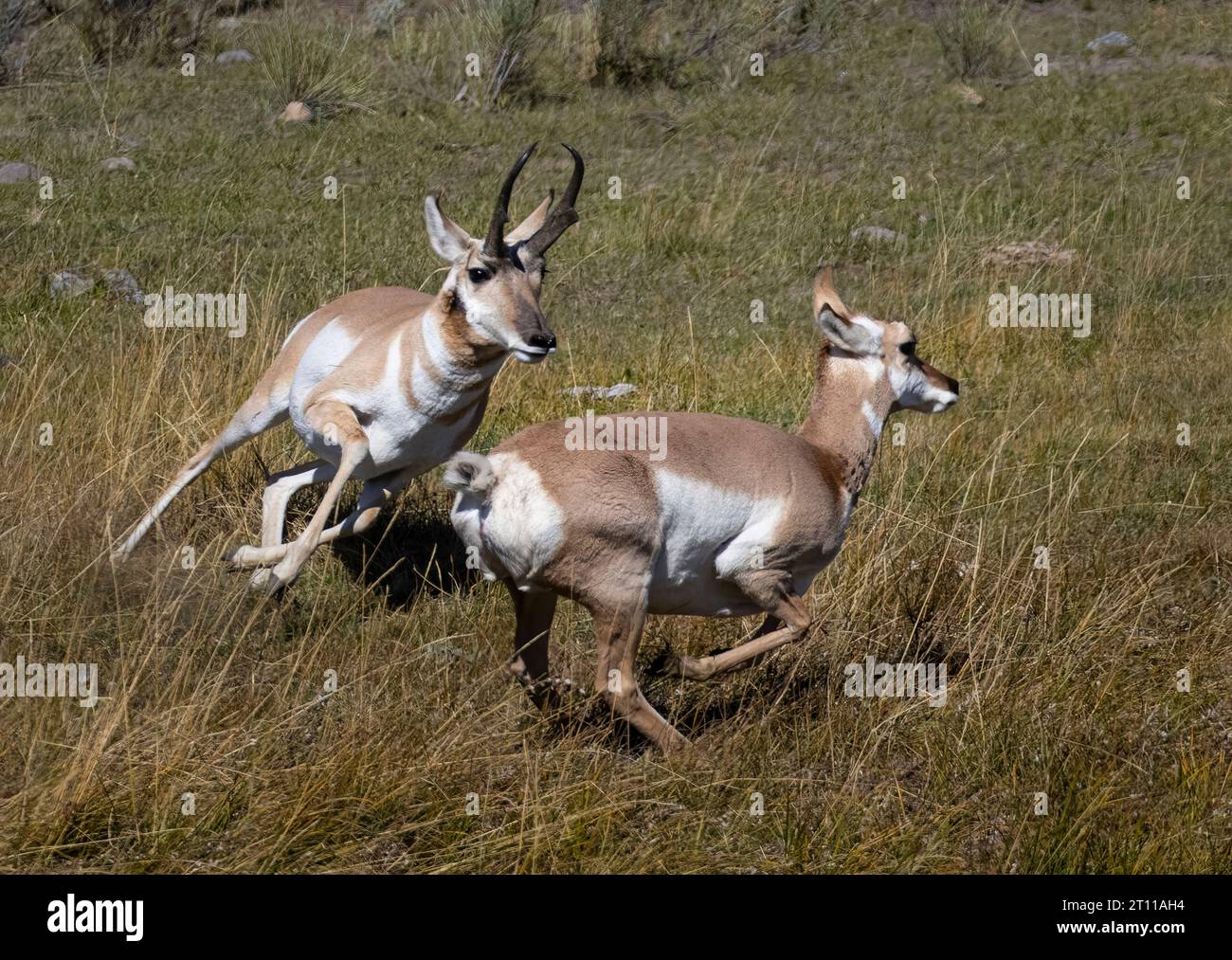 Pronghorn in Yellowstone National Park in Autumn Stock Photo