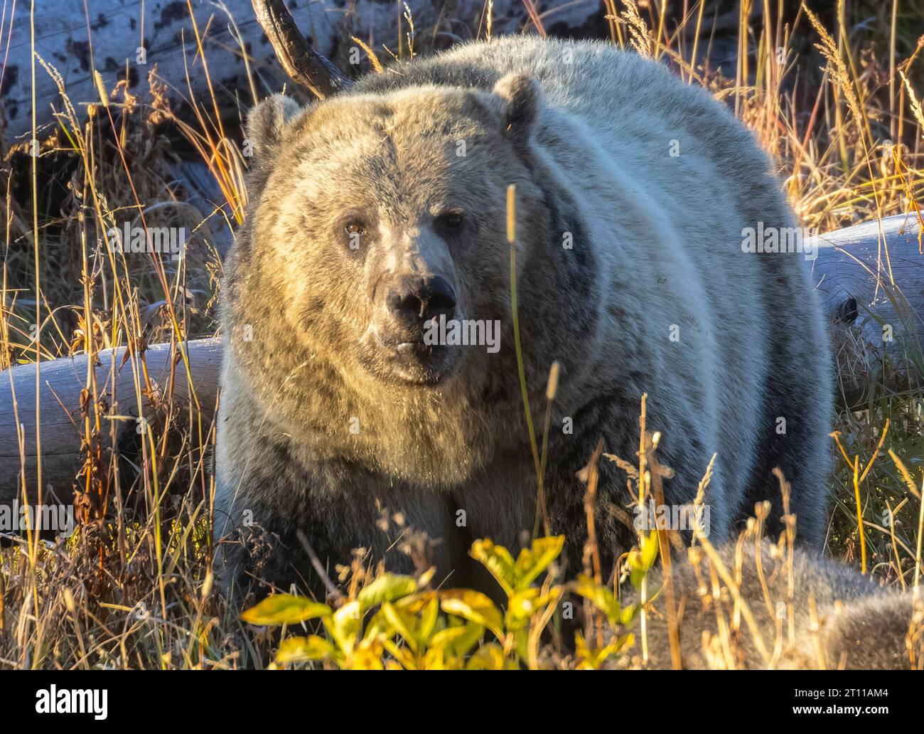 Grizzly Bear and Cubs n Yellowstone in autumn Stock Photo