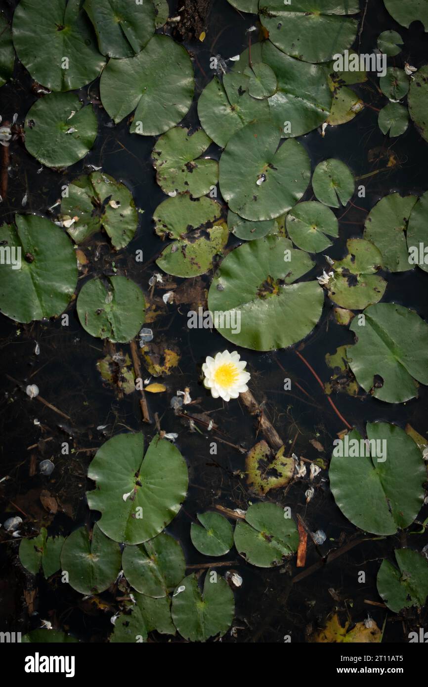 Beautiful water lilies Stock Photo