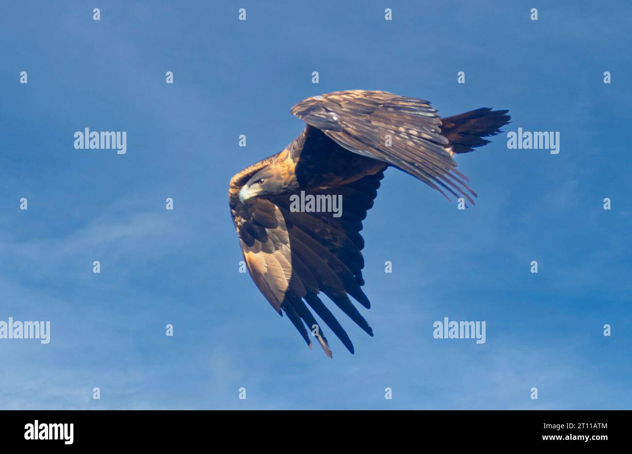 Golden Eagle in flight over Wyoming Stock Photo