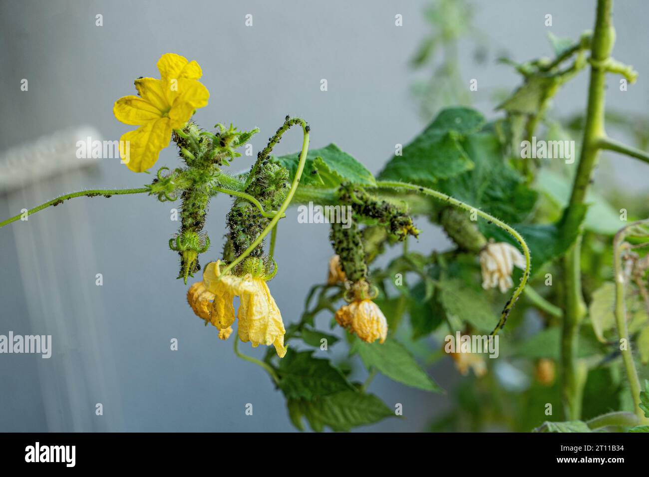 Black aphids on cucumbers. A harmful insect on the plant in the garden