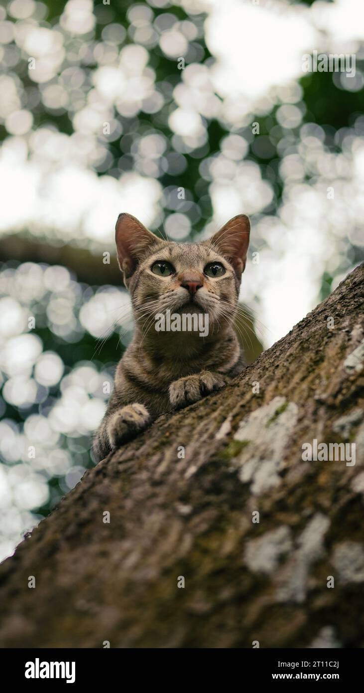 Cat sitting on a tree Stock Photo