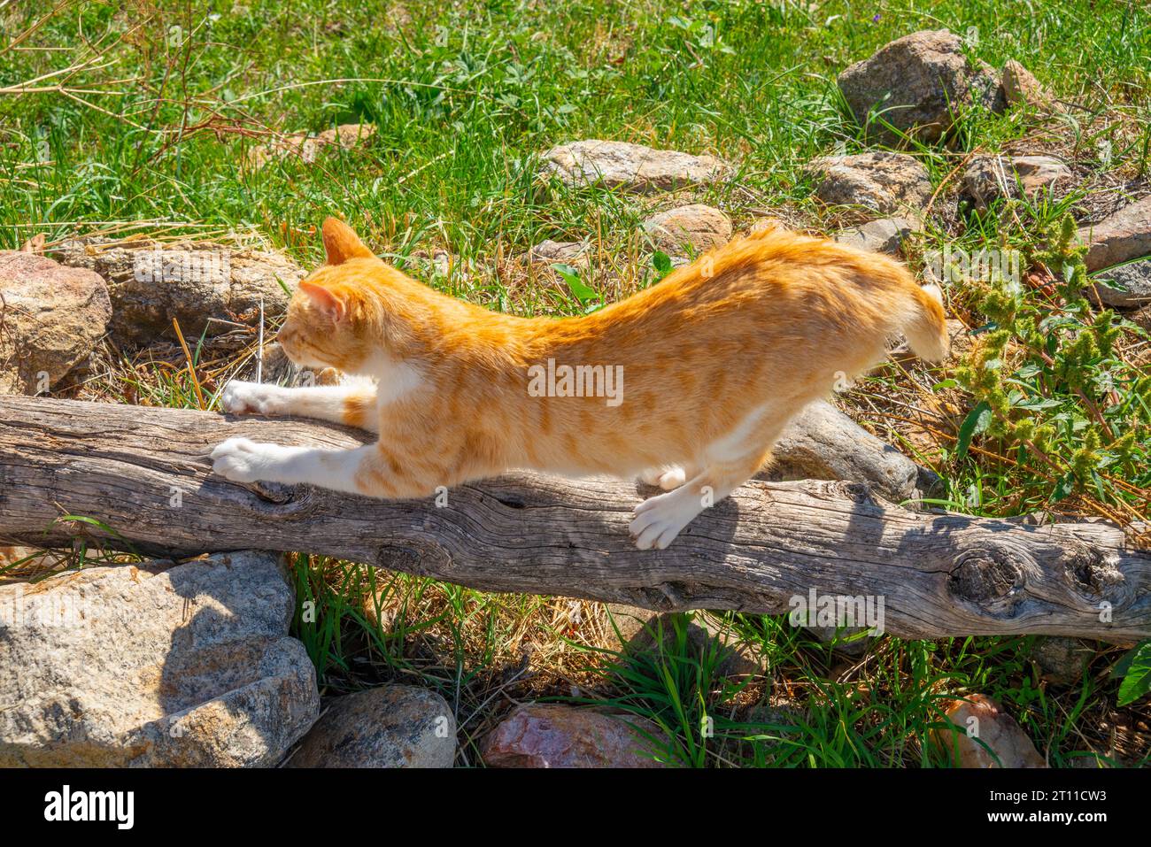 Tabby and white cat scratching a tree trunk. Stock Photo