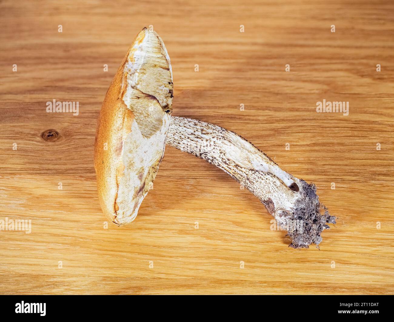 Leccinum mushroom with intact roots and gnawed cap on a wooden board Stock Photo