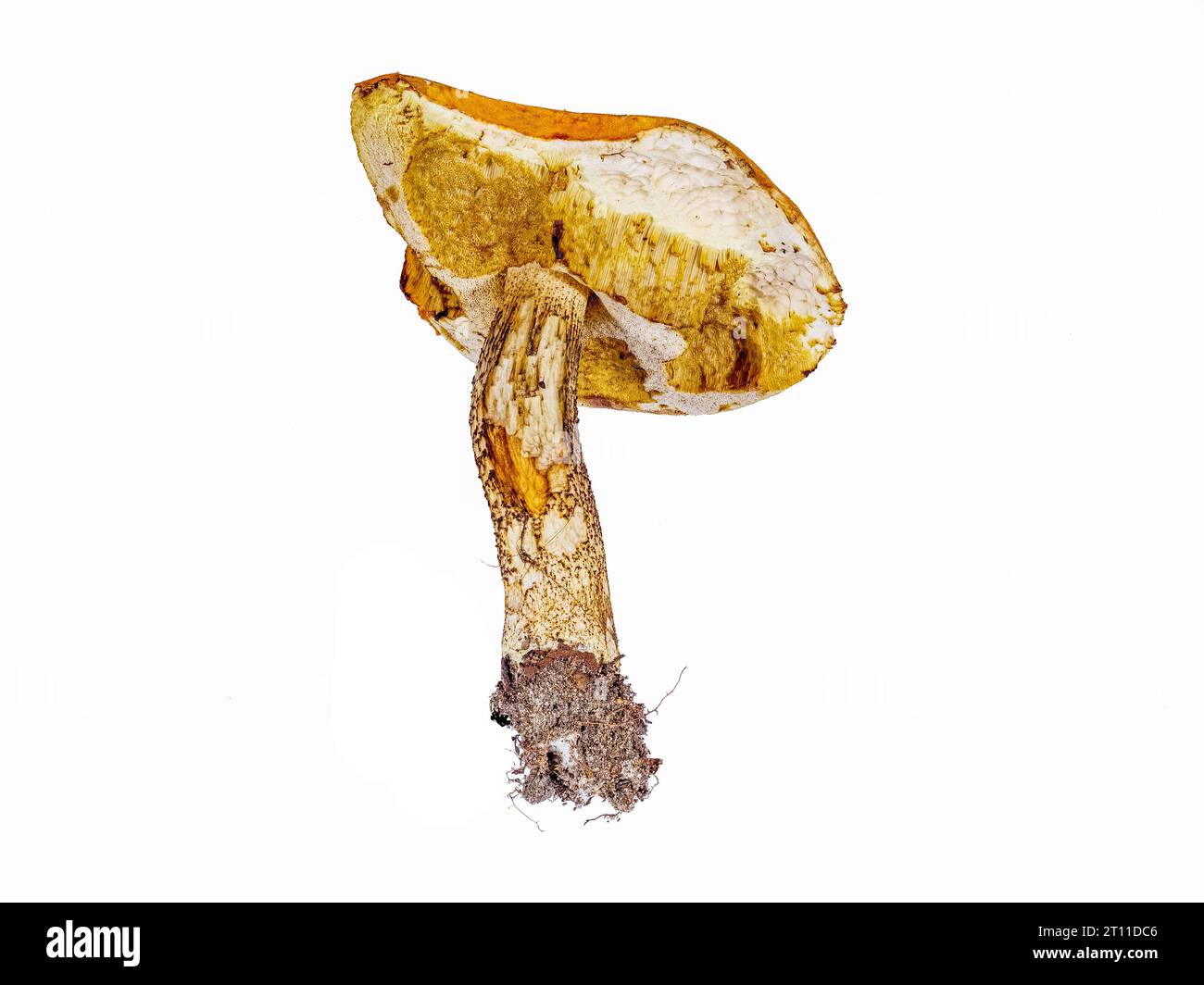 Leccinum mushroom with intact roots and gnawed cap isolated on white Stock Photo