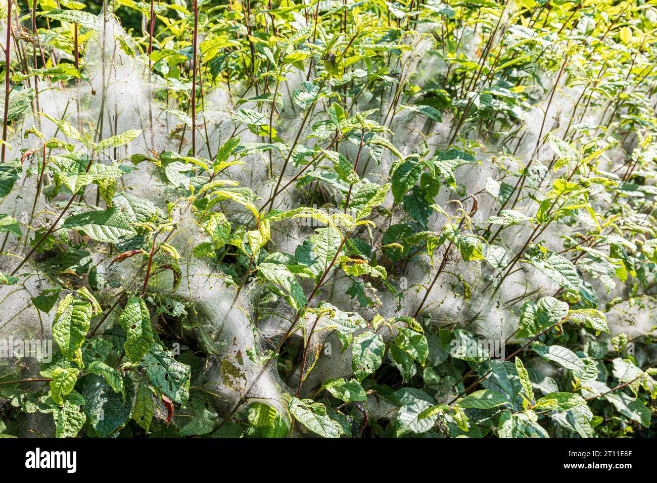 A hedge with silk spider-like webs (perhaps created by caterpillars hatched from Ermine moths Yponomeutidae) in early June in Cumbria, England UK. Stock Photo