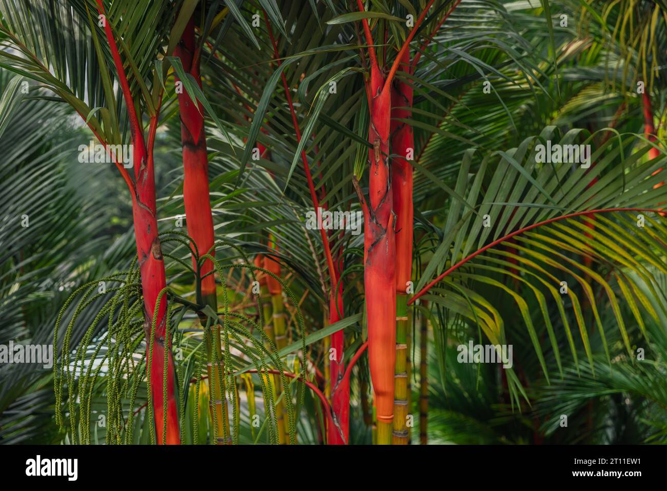 Red palm backgroung. Lipstick palm or Cyrtostachys renda with bright trunk in tropical park Stock Photo