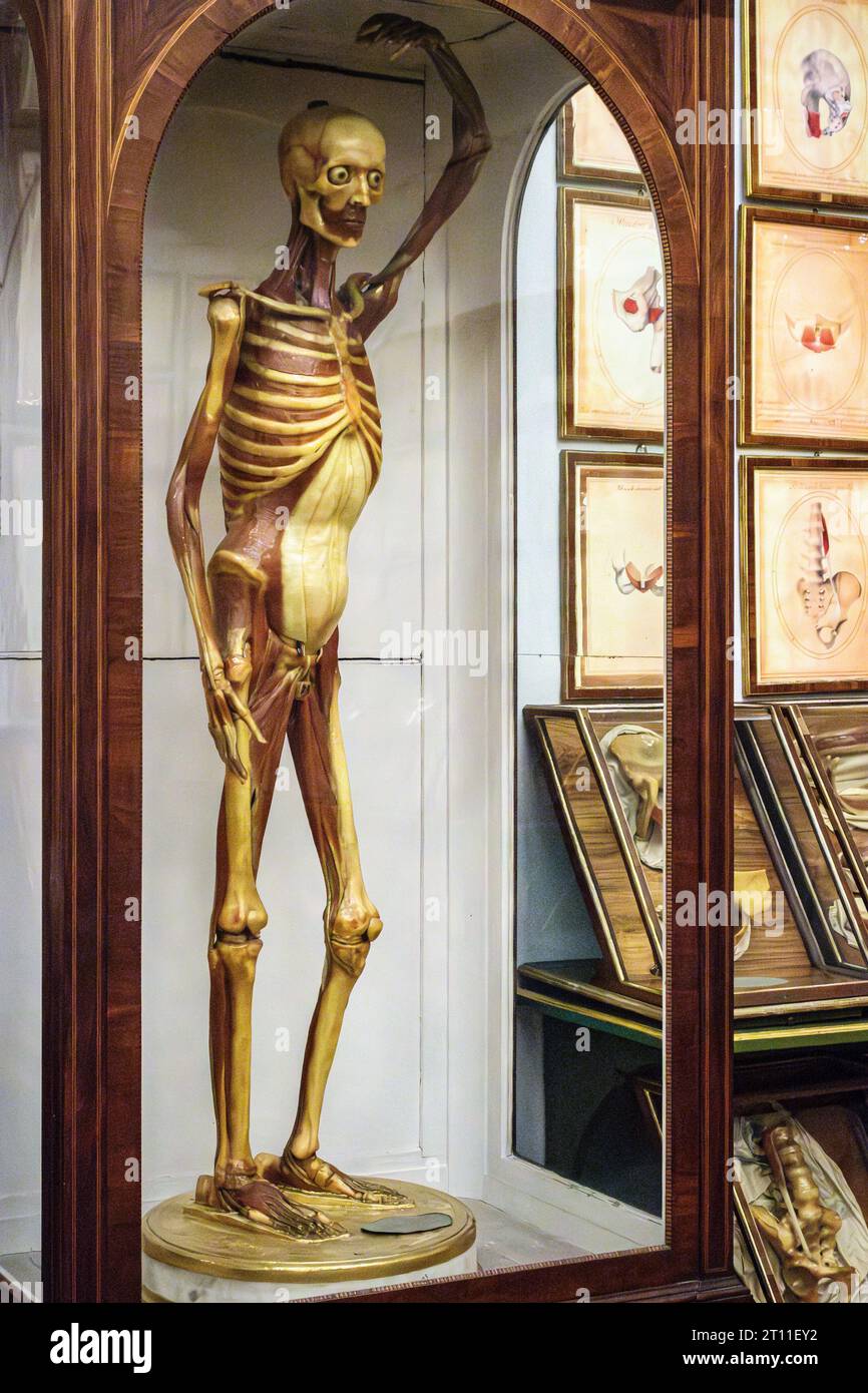 The museum known as La Specola, in Florence, founded in 1775, contains