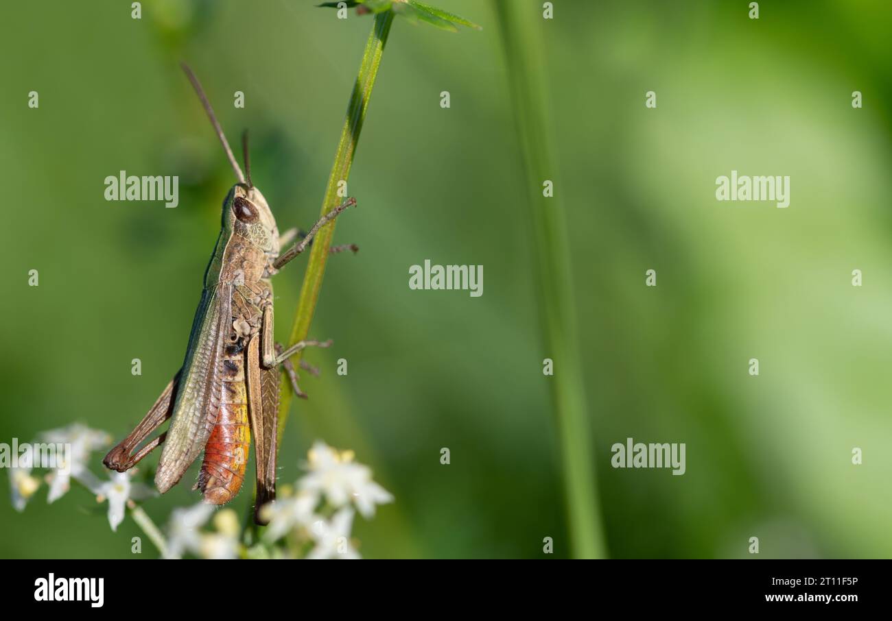 Grass hopper photography hi-res stock photography and images - Alamy