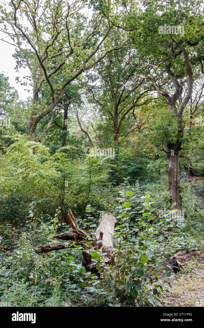 Leafy woodland hi-res stock photography and images - Alamy