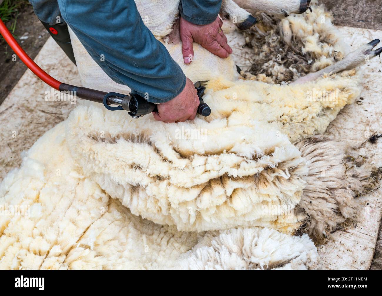 Sheep farmer shearing a Shetland sheep ewe with electric shears, East