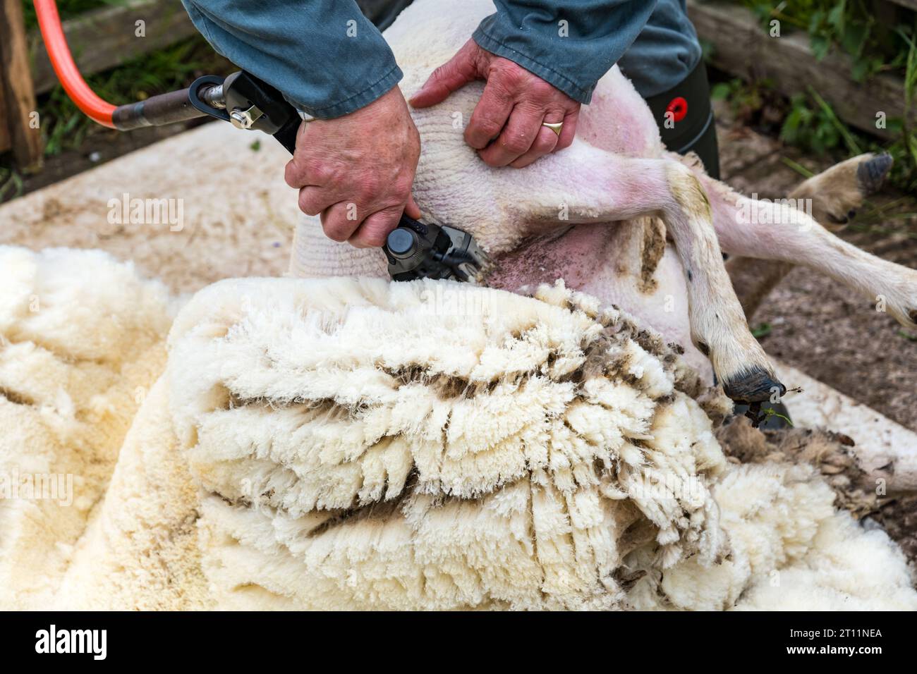 Sheep farmer shearing a Shetland sheep ewe with electric shears, East ...