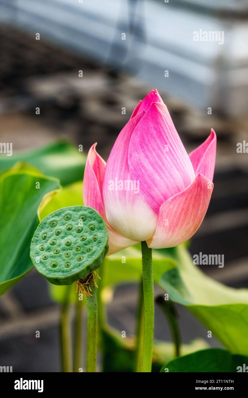 In this image, a fully bloomed pink lotus is the center of attention, its green seed pod just visible nearby. Stock Photo