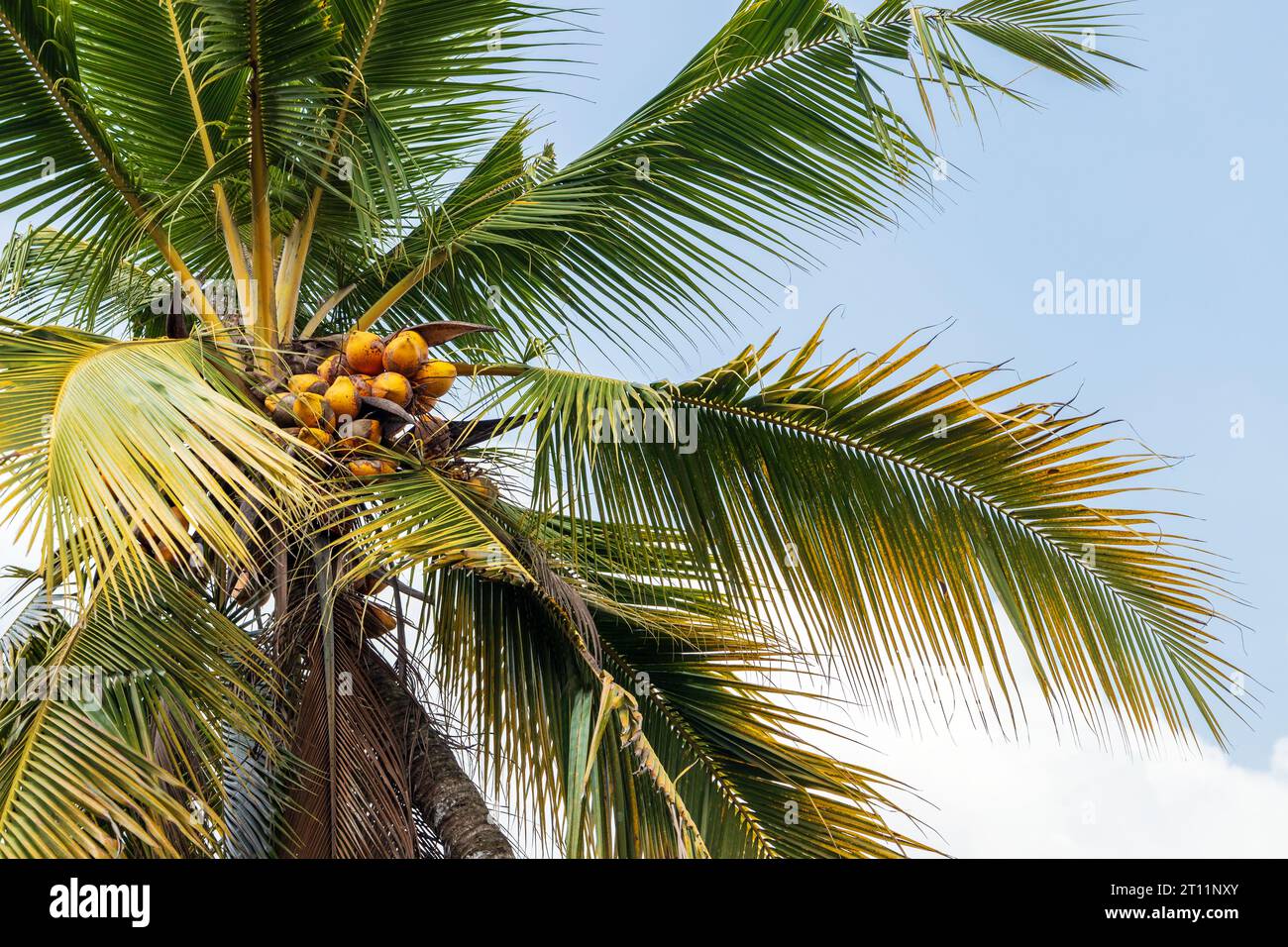 Coconut palm with yellow fruits is under bright blue sky on a sunny day, Cocos nucifera Stock Photo