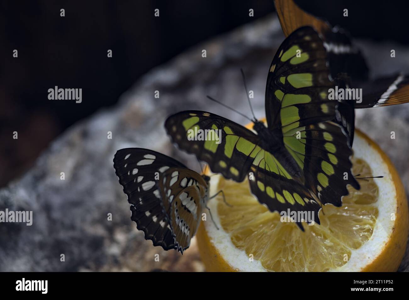Butterflies feeding on fruit slices seen up close Stock Photo Alamy