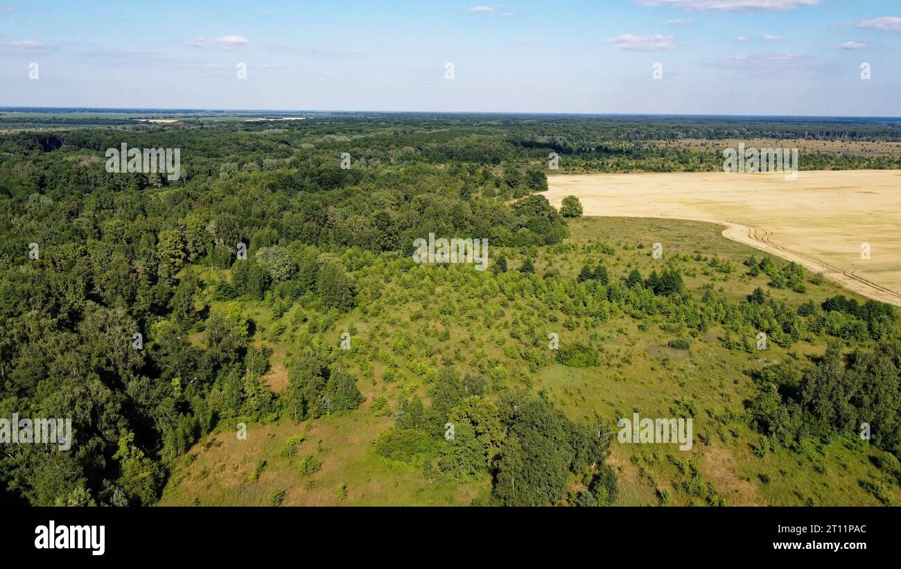 Small grove of trees in a field hi-res stock photography and images - Alamy